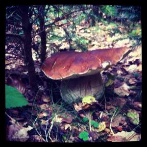 King Bolete