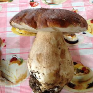 King Bolete