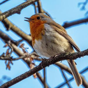 European Robin