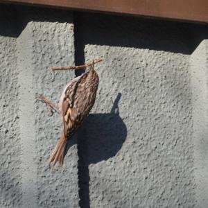 Eurasian Treecreeper