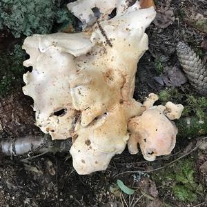 Sheep Polypore