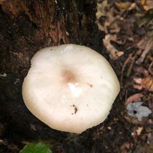 Fawn Mushroom