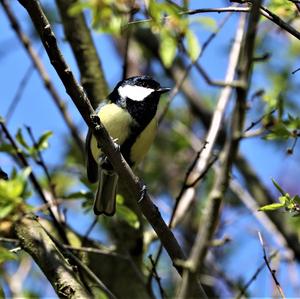 Coal Tit