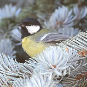 Great Tit