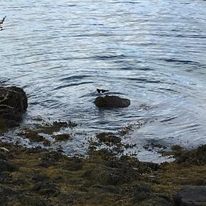 Eurasian Oystercatcher