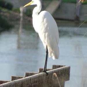 Great Egret