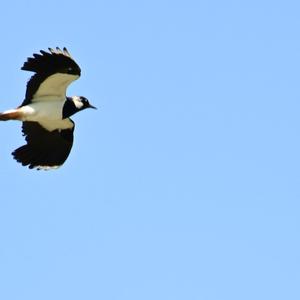 Northern Lapwing