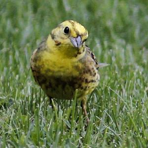 Yellowhammer