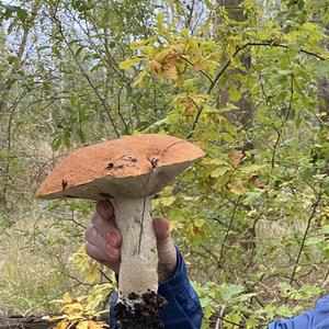 Orange Birch Bolete