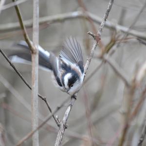 Long-tailed Tit