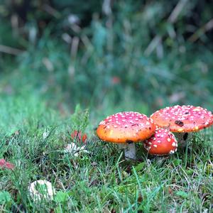 Fly Agaric