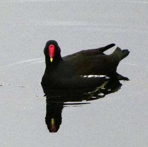 Common Moorhen