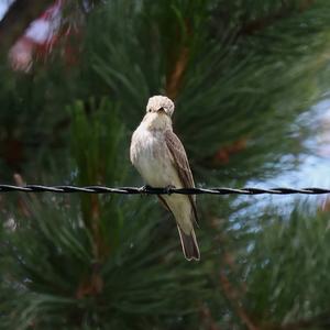 Spotted Flycatcher