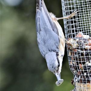 Wood Nuthatch