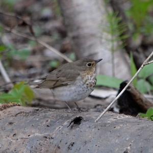 Swainson's Thrush