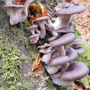 Oyster Mushroom