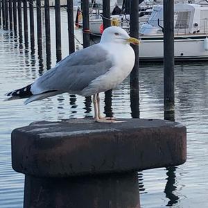 Herring Gull