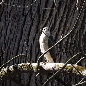 Northern Goshawk