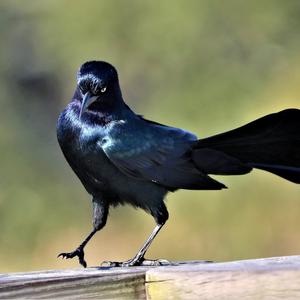 Common Grackle