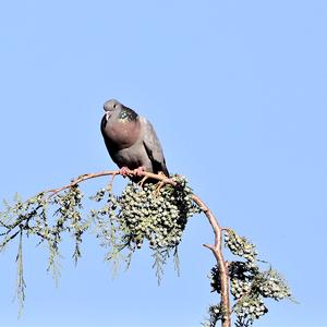 Stock Dove