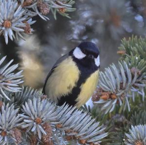 Great Tit