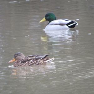 Mallard