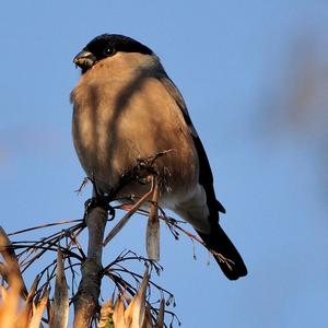 Eurasian Bullfinch