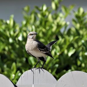 Northern Mockingbird