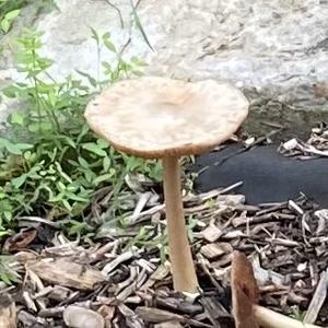 Smooth Volvariella