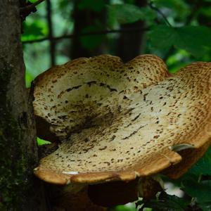 Dryad`s Saddle