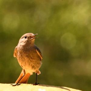 Common Redstart