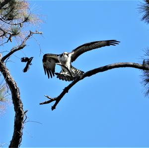 Osprey