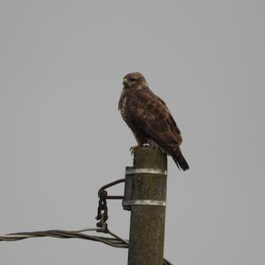 Common Buzzard