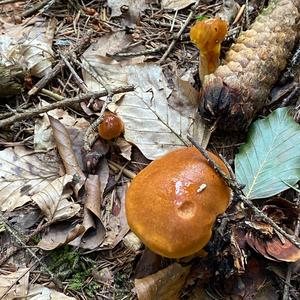 Larch Suillus