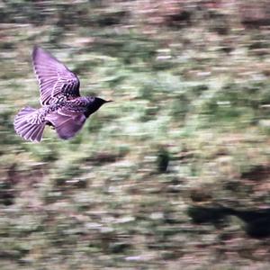 Common Starling