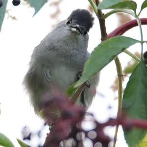 Blackcap