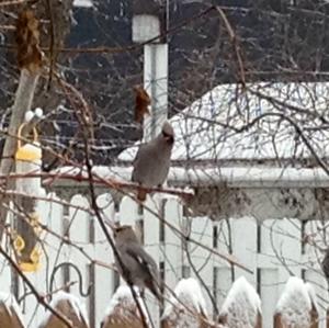 Bohemian Waxwing