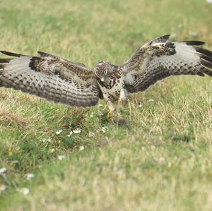 Mäusebussard