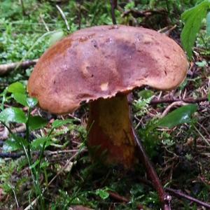 Dotted-stem Bolete