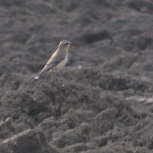 Northern Wheatear