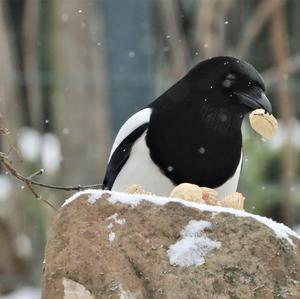 Black-billed Magpie