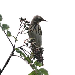 Tree Pipit