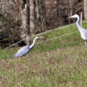 Grey Heron