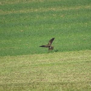 Montagu's Harrier