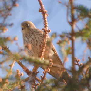 Common Kestrel