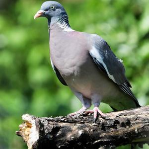 Common Wood-pigeon