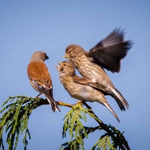 Eurasian Linnet