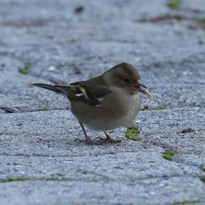 Eurasian Chaffinch