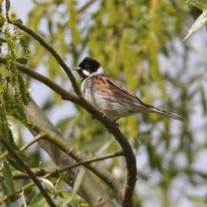 Reed Bunting