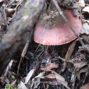 Bare-toothed Russula